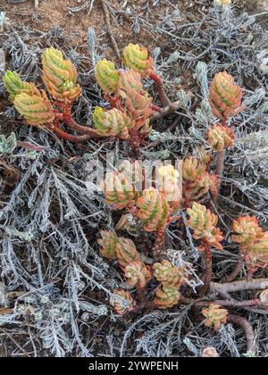 Pallido Stonecrop (Petrosedum sediforme) Foto Stock