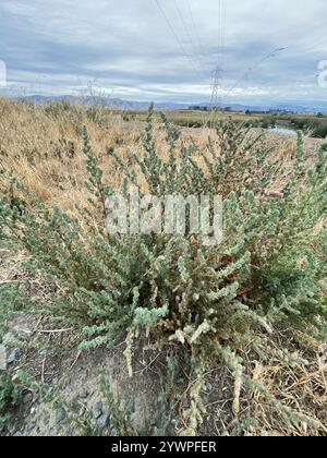 Fivehorn smotherweed (Bassia hyssopifolia) Foto Stock