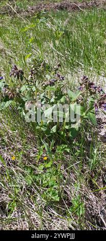 Lungwort peloso (Pulmonaria mollis) Foto Stock