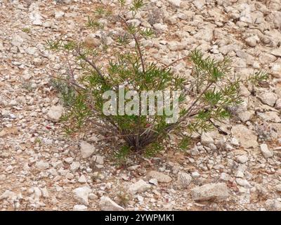 Cespuglio di tacchino crimson (Eremophila latrobei) Foto Stock