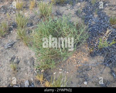 Cardo Russo meridionale (Salsola australis) Foto Stock