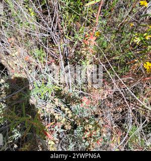 Pennello indiano lanoso (Castilleja foliolosa) Foto Stock