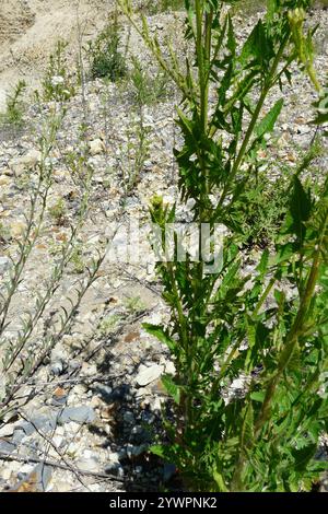 Falso razzo londinese (Sisymbrium loeselii) Foto Stock