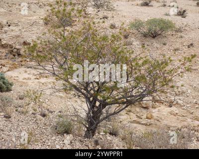 Cespuglio di tacchino crimson (Eremophila latrobei) Foto Stock