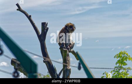 Tábor uno ZOO jeho / Tábor e il suo ZOO Foto Stock