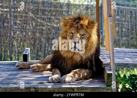Tábor uno ZOO jeho / Tábor e il suo ZOO Foto Stock