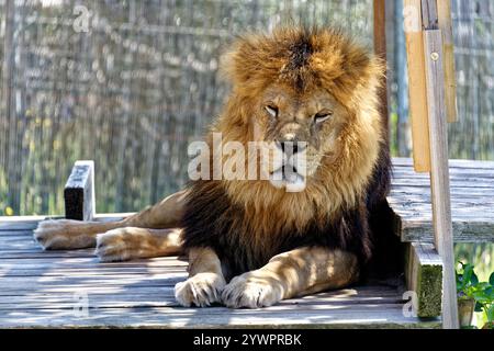 Tábor uno ZOO jeho / Tábor e il suo ZOO Foto Stock