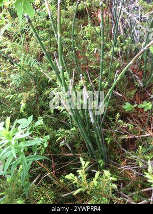 Scouringrush occidentale (Equisetum iemale affine) Foto Stock