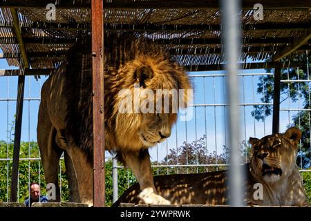 Tábor uno ZOO jeho / Tábor e il suo ZOO Foto Stock