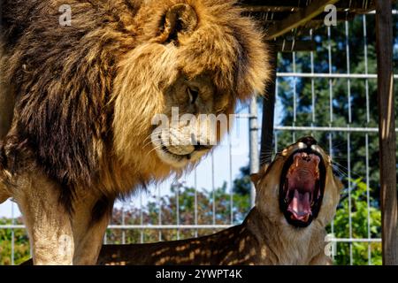 Tábor uno ZOO jeho / Tábor e il suo ZOO Foto Stock