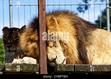 Tábor uno ZOO jeho / Tábor e il suo ZOO Foto Stock