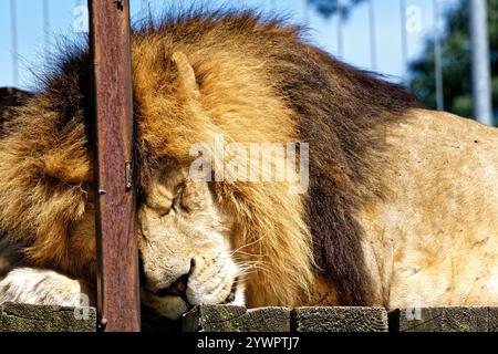 Tábor uno ZOO jeho / Tábor e il suo ZOO Foto Stock