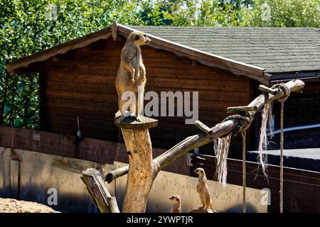 Tábor uno ZOO jeho / Tábor e il suo ZOO Foto Stock