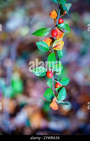 Berberis (Barberry): Vista ravvicinata di un ramo con bacche rosse e foglie verdi e alcune foglie marroni in un giardino nel Surrey, nel sud-est dell'Inghilterra in inverno Foto Stock