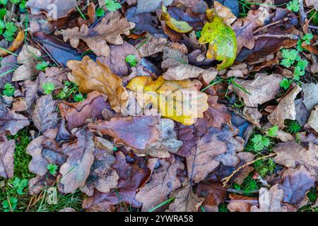 La quercia caduta (Quercus robur) foglie autunnali di colore marrone, giallo e verde che si stendono sull'erba in inverno in un giardino nel Surrey, nel sud-est dell'Inghilterra Foto Stock