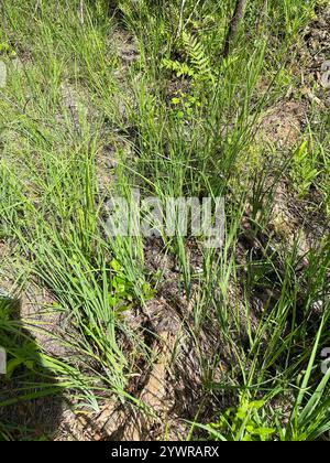 Bandiera blu sottile (Iris prismatica) Foto Stock