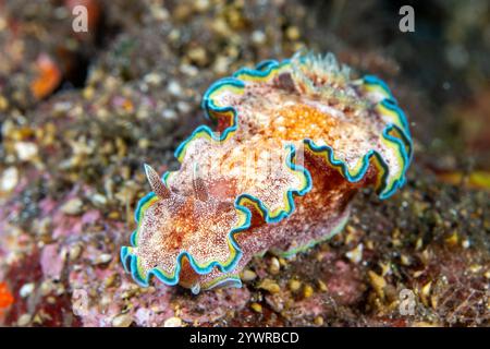 Nudibranch dai colori vivaci (G. acosti) su una barriera corallina tropicale nella regione Indo-Pacifico Foto Stock