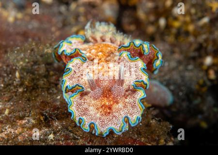 Nudibranch dai colori vivaci (G. acosti) su una barriera corallina tropicale nella regione Indo-Pacifico Foto Stock