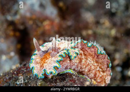 Nudibranch dai colori vivaci (G. acosti) su una barriera corallina tropicale nella regione Indo-Pacifico Foto Stock