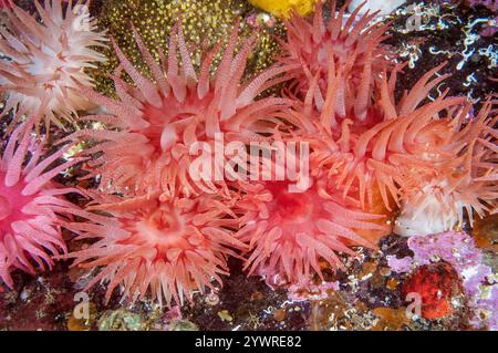 crimson anemone, Cribrinopsis fernaldi, Barry Islet, British Columbia, Canada, oceano Pacifico Foto Stock