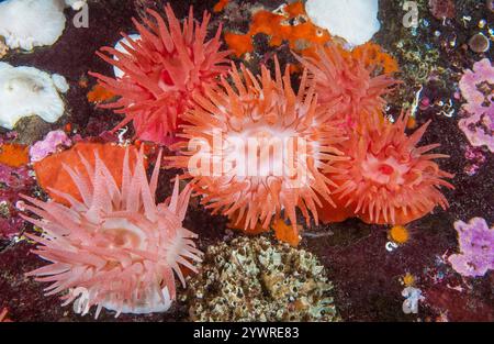 crimson anemone, Cribrinopsis fernaldi, Barry Islet, British Columbia, Canada, oceano Pacifico Foto Stock