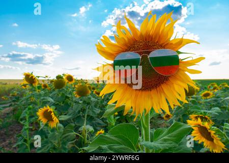 Fiore di girasole giallo in occhiali da sole a forma di bandiera bulgara contro un campo di girasole. Concetto di produzione di olio vegetale, agricoltura Foto Stock