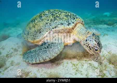 Tartaruga verde, Chelonia mydas, alimentazione di pesce marino, Port Ghalib, Riviera del Mar Rosso, Marsa Alam, Egitto, Mar Rosso, Oceano Indiano Foto Stock
