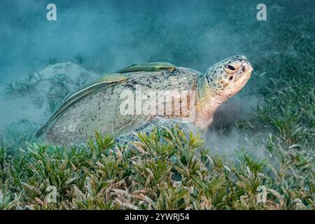 Tartaruga verde, Chelonia mydas, con sharksucker vivo o snello sharksucker, Echeneis naucrate, che si nutrono di tartarughe del Pacifico, Thalassia hemprichii, Foto Stock