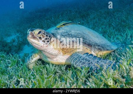 Tartaruga verde, Chelonia mydas, con sharksucker vivo o snello sharksucker, Echeneis naucrate, che si nutrono di tartarughe del Pacifico, Thalassia hemprichii, Foto Stock