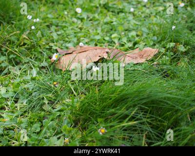 Foglia asciutta su un prato Foto Stock