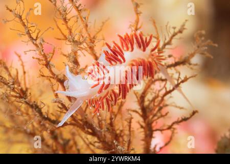 California Sticky Hydroid Eudendrium californicum, Discovery Passage Quadra Island Salish Sea Campbell River Vancouver Island Columbia Britannica Canada, Foto Stock