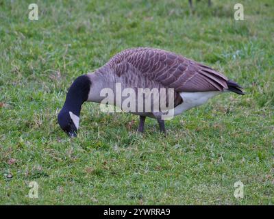 Oca canadese (branta canadensis) granzata sull'erba nel parco Rheinaue di Bonn, Germania Foto Stock