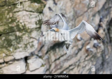 Nord Gannet [ Morus bassanus ] in arrivo a terra a Bempton Cliffs, Regno Unito Foto Stock