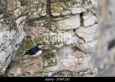 Atlantic Puffin [ Fratercula arctica ] in piedi sulla scogliera che guarda al mare a Bempton Cliffs, Regno Unito Foto Stock