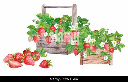 Fragole appena raccolte in una scatola di legno. Illustrazione ad acquerello brillante, colori puri. Due casse di legno di bacche coltivate in fattoria. Clipart in stile country Foto Stock