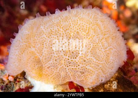 Tunicato composto lobato, Cystodytes lobatus, Discovery Passage, Quadra Island, Salish Sea, Campbell River, Isola di Vancouver, Columbia Britannica, Canada, Foto Stock