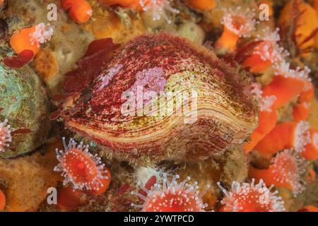 Conchiglia del Pacifico settentrionale, Terebratalia transversa, tra anemone di fragole, Corynactis californica, Discovery Passage, isola Quadra, Mare di Salish, accampamento Foto Stock