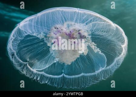 Meduse lunari, Aurelia labiata, Discovery Passage, Quadra Island, Vancouver Island, Columbia Britannica, Canada, Oceano Pacifico Foto Stock