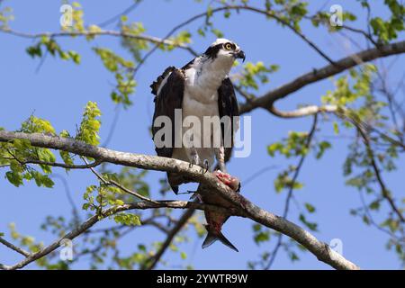 Osprey (Pandion haliaetus) arroccato su un ramo d'albero, che tiene un pesce parzialmente mangiato nei suoi taloni. Guardando di lato. Cielo blu sopra. Sul lago Apopka Foto Stock