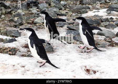 Pinguino Chinstrap (Pygoscelis antarcticus) e pinguini Gentoo (Pygoscelis papua) in piedi in un gruppo, sulla costa rocciosa della Penisola Antartica. Blu Foto Stock