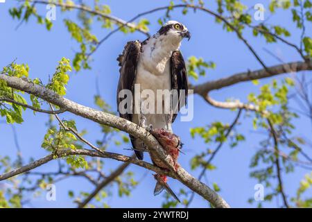 Osprey (Pandion haliaetus) arroccato su un ramo d'albero, che tiene un pesce parzialmente mangiato nei suoi taloni. Guardando di lato. Cielo blu sopra. Sul lago Apopka Foto Stock