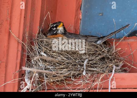 Robin americano (Turdus migratorius) seduto nel suo nido su un davanzale. Concordia, Kansas. Foto Stock