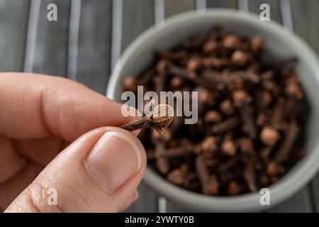 Le dita femminili trattengono un singolo gemello di chiodi di garofano. Chiodi di garofano asciutti nelle dita delle donne in primo piano. Spice per cucinare e il concetto di erboristeria. Vista dall'alto. Foto Stock
