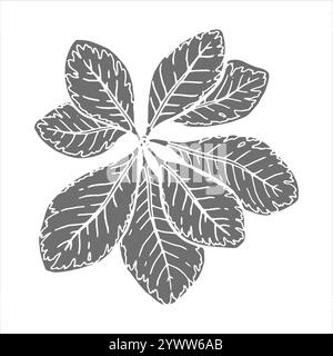 Immagine vettoriale botanica di foglie con vene visibili. Elemento floreale disegnato a mano con un ramo di boccola. Perfetto per creare grafica Illustrazione Vettoriale