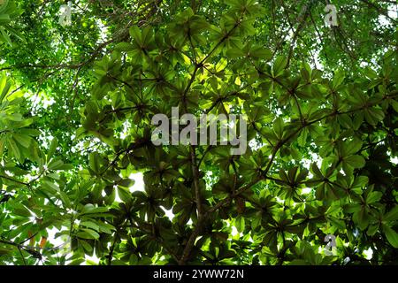 La luce del sole scorre attraverso la fitta tettoia, evidenziando le lussureggianti foglie di palma in una foresta tropicale. Foto Stock