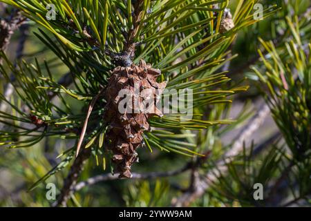 Ramo di Pinus sylvestris con coni in ambiente naturale. Foto Stock