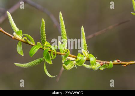 Primo piano di gattini di salice dorati che oscillano delicatamente nella brezza primaverile. La luce del sole ne esalta i colori vivaci e la texture delicata, evidenziando la bellezza Foto Stock