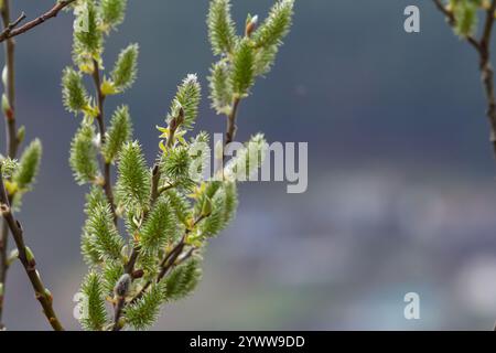 Primo piano di gattini di salice dorati che oscillano delicatamente nella brezza primaverile. La luce del sole ne esalta i colori vivaci e la texture delicata, evidenziando la bellezza Foto Stock