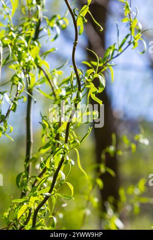 Primo piano di gattini di salice dorati che oscillano delicatamente nella brezza primaverile. La luce del sole ne esalta i colori vivaci e la texture delicata, evidenziando la bellezza Foto Stock