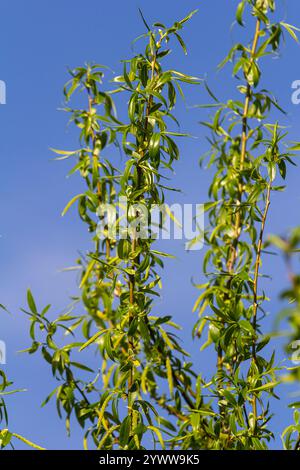 Primo piano di gattini di salice dorati che oscillano delicatamente nella brezza primaverile. La luce del sole ne esalta i colori vivaci e la texture delicata, evidenziando la bellezza Foto Stock